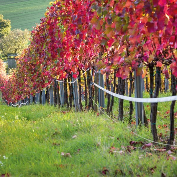 Weinlandschaft in Österreich