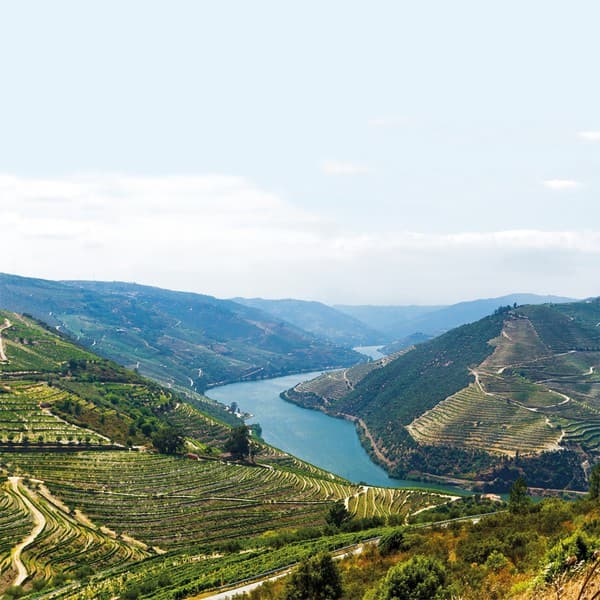 Weinlandschaft in Portugal